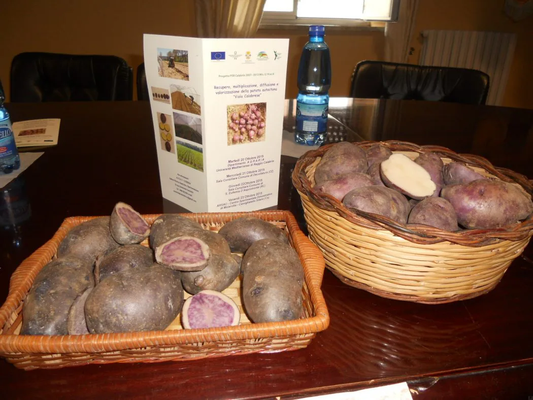 Decollatura, seminario sulla patata “viola calabrese”
