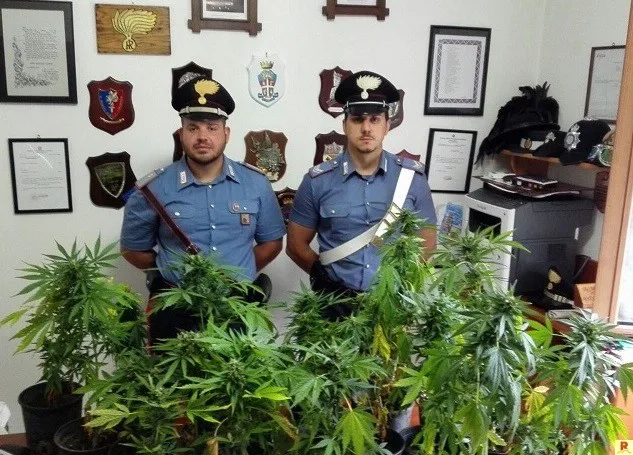 Controlli dei carabinieri: rinvenuta una piantagione di marijuana a Serrastretta