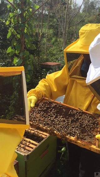 Un corso di apicoltura per imparare le tecniche di allevamento delle api