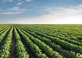 Agricoltura e giovani: opportunità e prospettive per il Comune di Soveria Mannelli