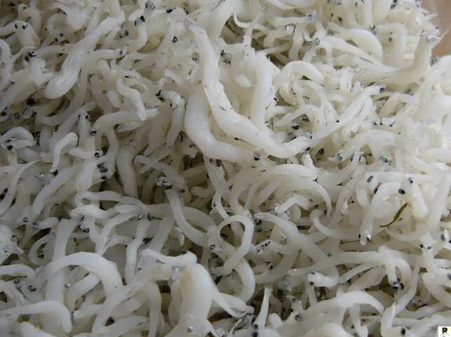 La ricetta di Piero Cantore: Neonata marinata con il peperoncino