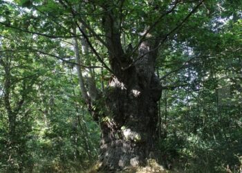 Mattino d’estate nei castaneti di monte Condrò