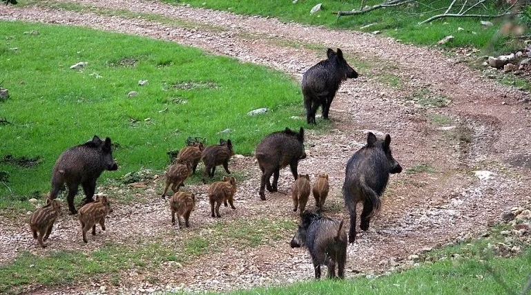 Urge trovare un rimedio ai danni provocati dai cinghiali, agricoltori in difficoltà