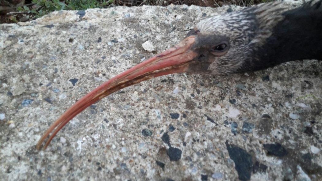 L’ibis eremita, una specie in percolo d’estinzione, ha fatto la sua comparsa nel territorio di Soveria Mannelli