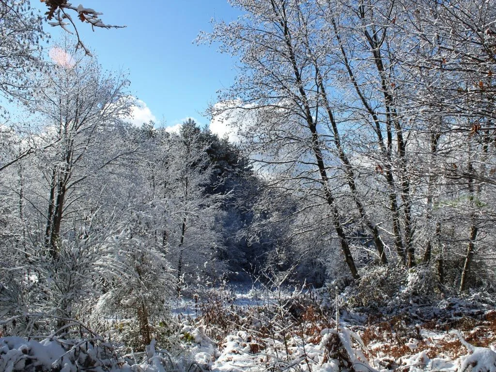 In cammino nella luce gotica del Reventino