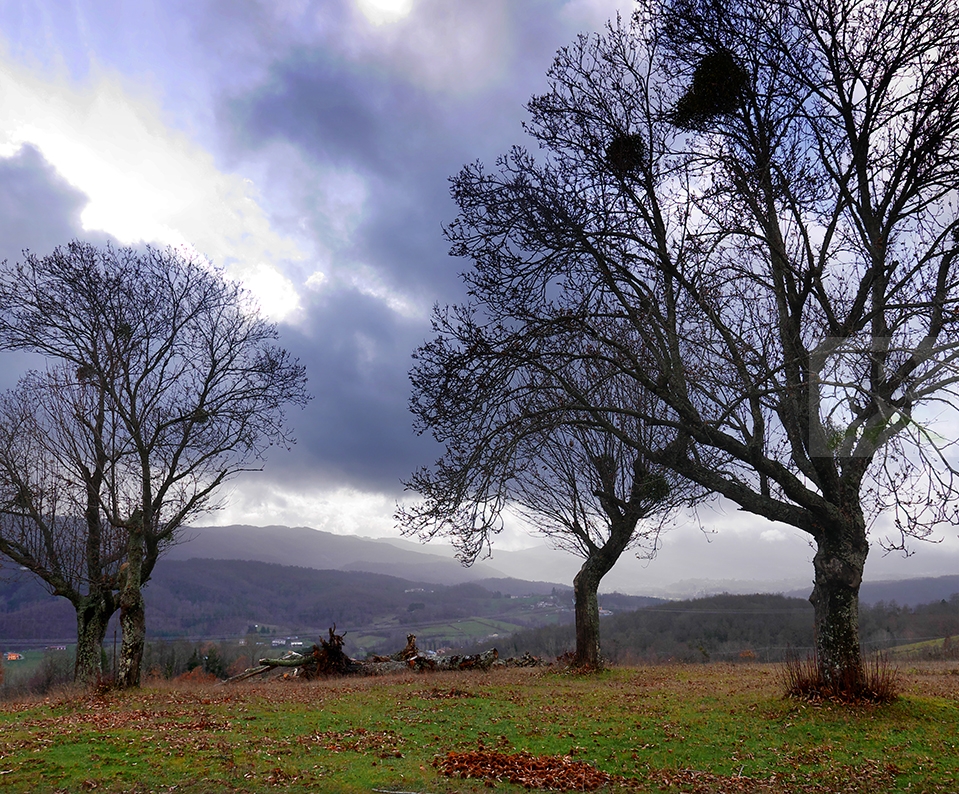 Viene l’inverno (Soveria Mannelli). Neri alberi stanchi… in una foto di Antonio Renda