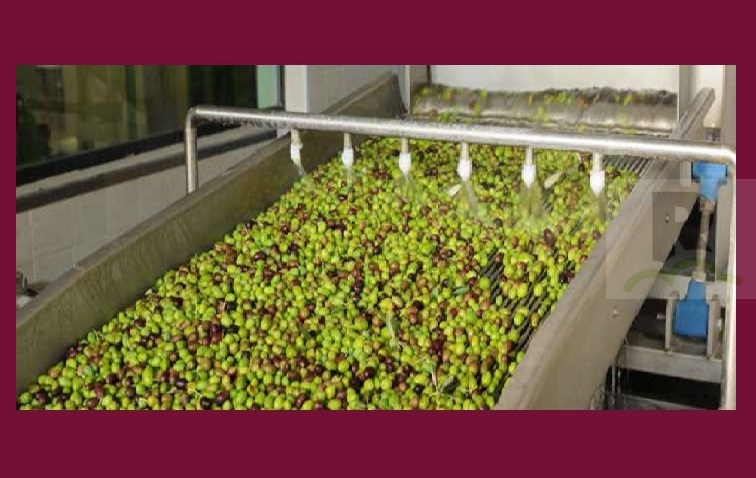 “Una nuova visione per l’olivicoltura calabrese”, confronto di settore per migliorare la qualità