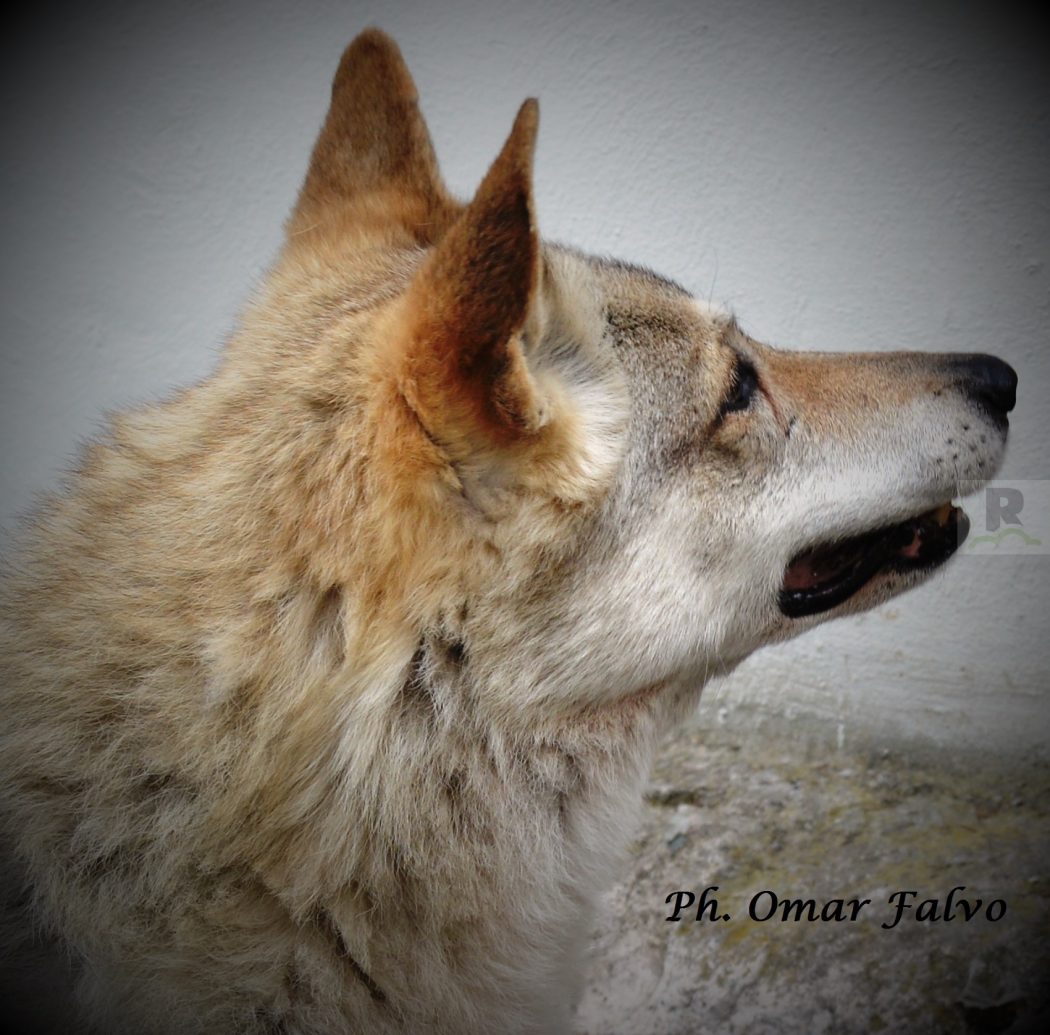 La stella a 4 zampe della fiction “Un passo dal cielo 2-3” compie 15 anni. Il lupo di Terence Hill conquista i social