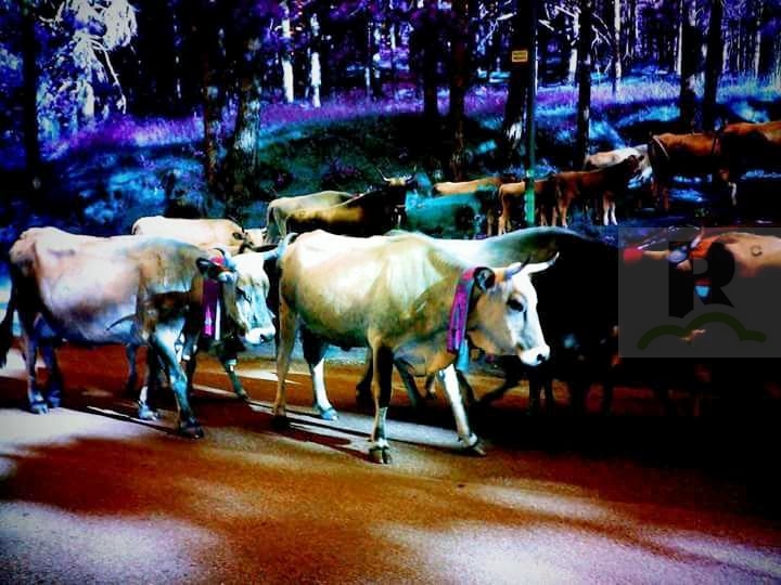 La transumanza, ricordi indelebili di suoni e odori delle mandrie che rivangano nella memoria