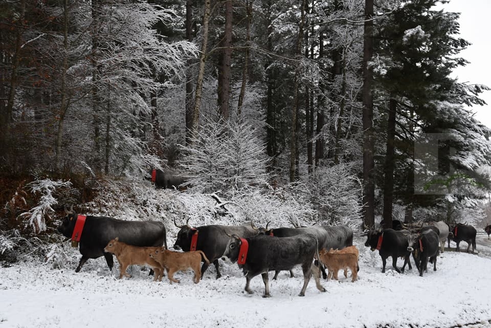 Coldiretti: Sila e transumanza patrimonio dell’Unesco. Accoppiata vincente per la Calabria