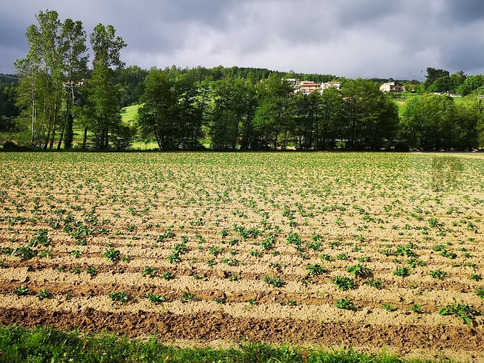 La filiera dei pomodori ed il rispetto per i raccoglitori e il lavoro dei piccoli contadini. Slow Food si schiera contro il ribasso dei prezzi