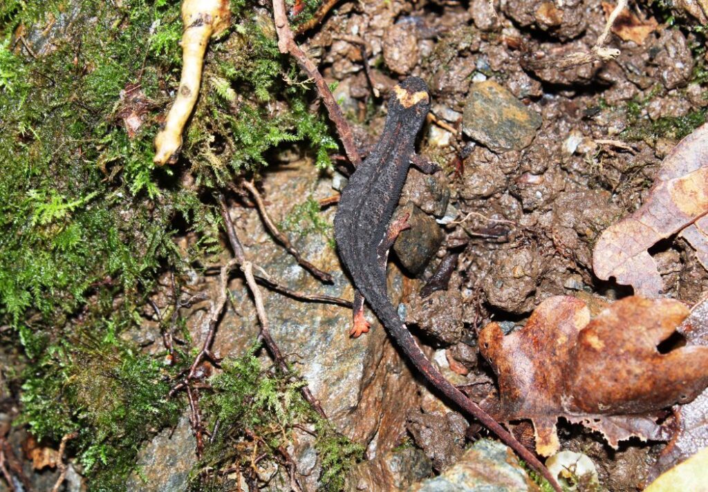 La salamandrina dagli occhiali: un incontro (quasi) inaspettato sul Reventino