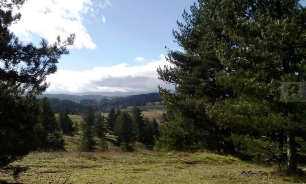 Al via la prima “interforze” delle Guide Parco calabresi. I boschi di “Colle Napoletano” protagonisti dell’iniziativa