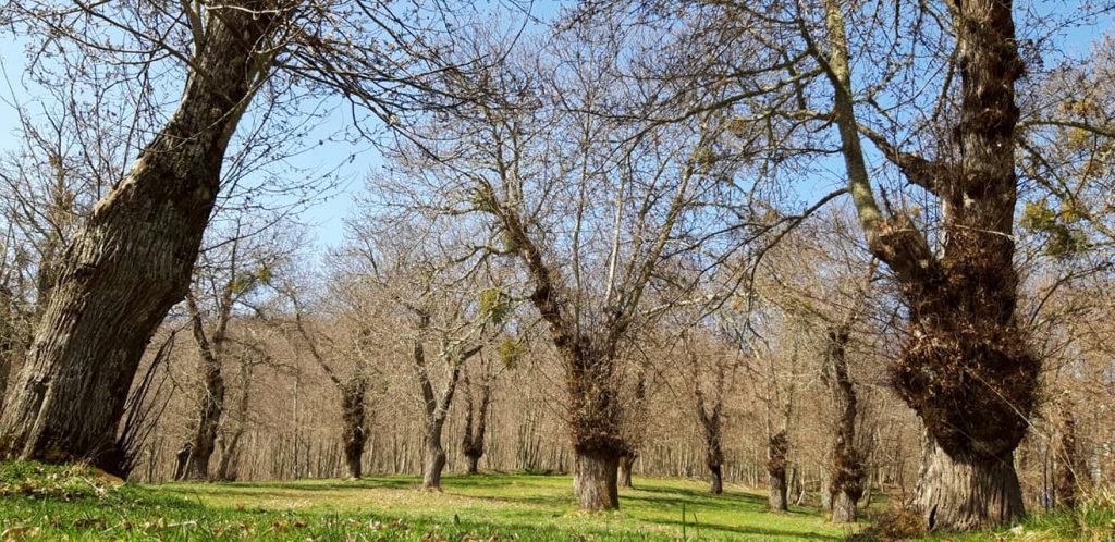 Un calendario di escursioni e trekking faunistico nel massiccio del Reventino e della Sila