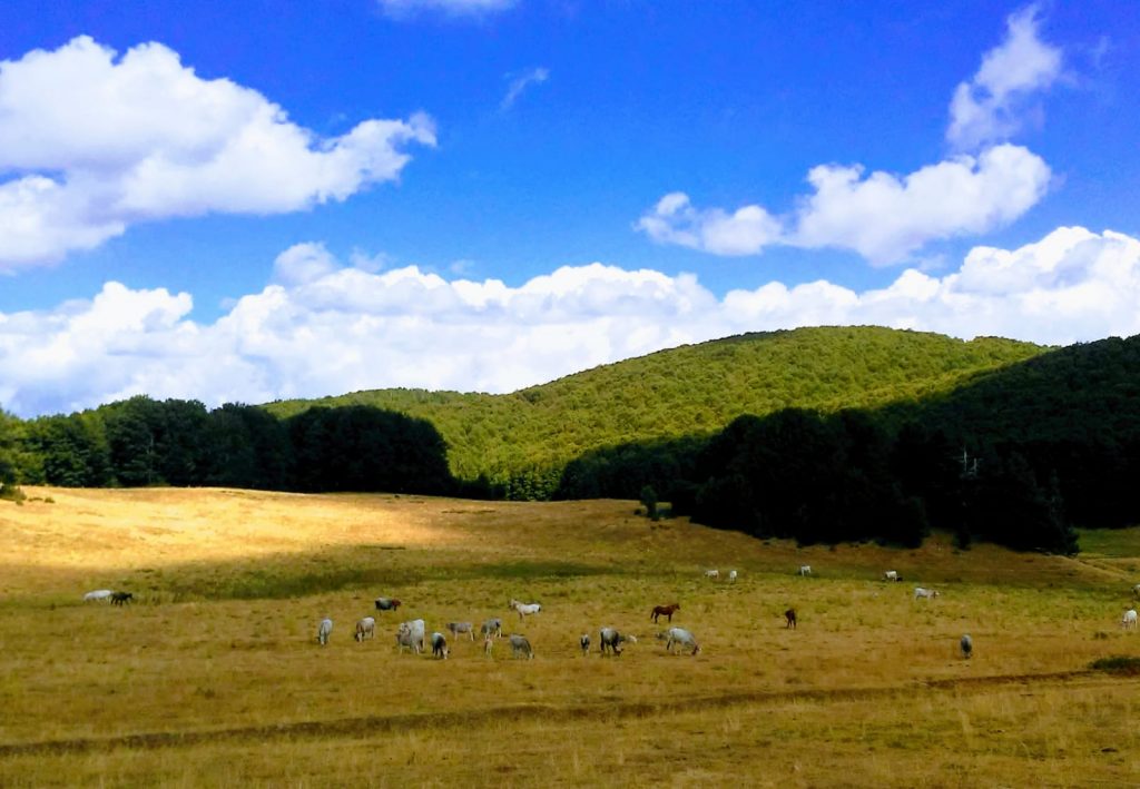 La “tranquillità” come risorsa nel Parco Nazionale della Sila