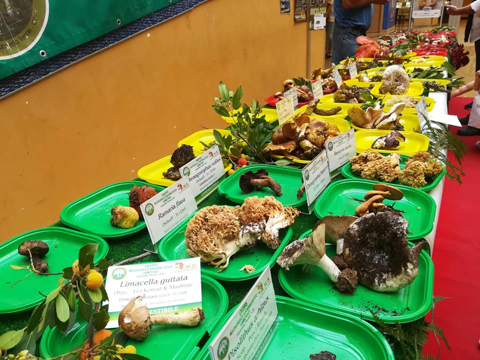 Giornata Nazionale della Micologia per il Gruppo Micologico Naturalistico Lametino