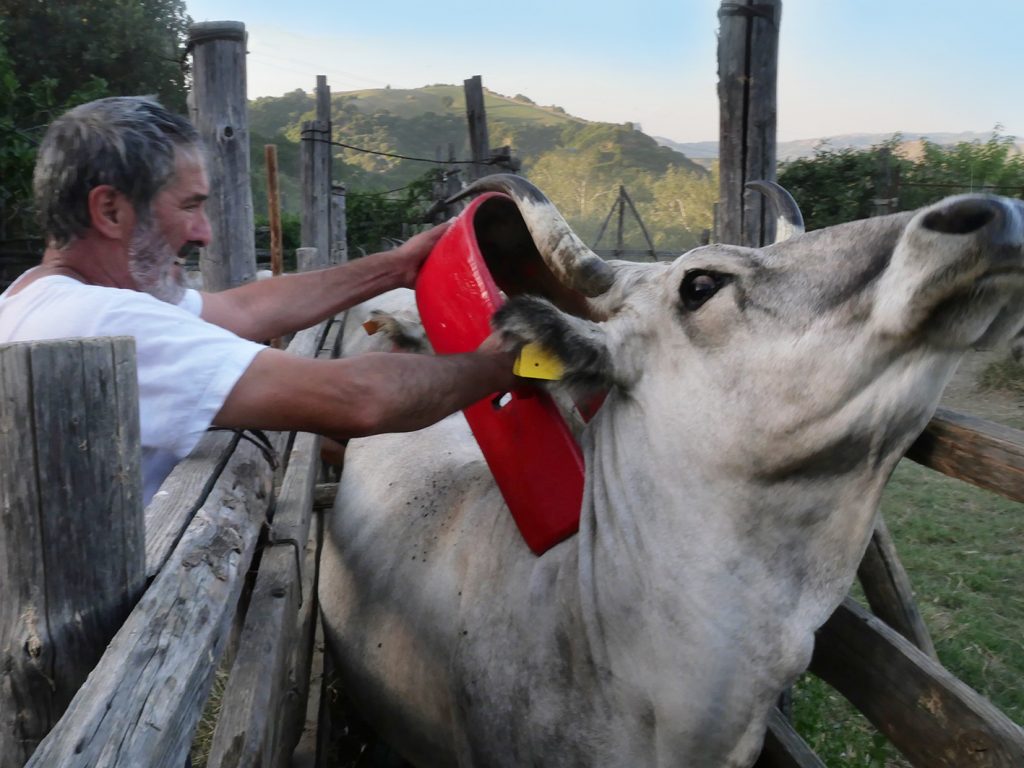 Mostra e Convegno sulla transumanza a Taverna, organizzati dalla Cineteca della Calabria