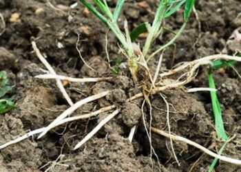 Il razzismo è una gramigna: Razzismo e componente razzistica