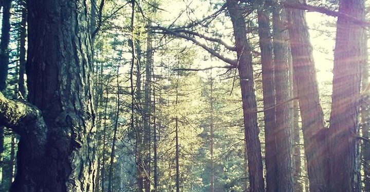 Camigliatello come una fiaba, in Sila accompagnati tra i “monachelli” nei sentieri di una foresta incantata