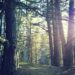 Camigliatello come una fiaba, in Sila accompagnati tra i “monachelli” nei sentieri di una foresta incantata