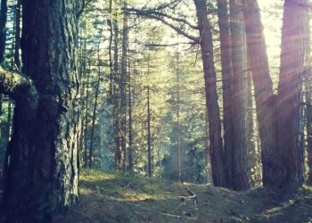 Camigliatello come una fiaba, in Sila accompagnati tra i “monachelli” nei sentieri di una foresta incantata