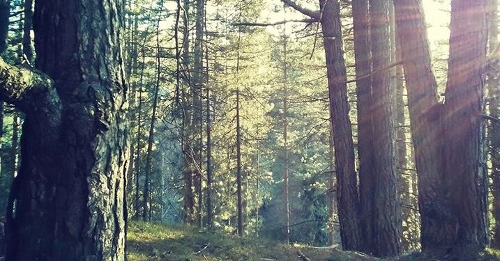 Camigliatello come una fiaba, in Sila accompagnati tra i “monachelli” nei sentieri di una foresta incantata