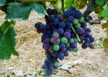 I colori della vita nel Savuto. La ColacinoMania: da Marzi alla conquista delle  nuove frontiere 4.0