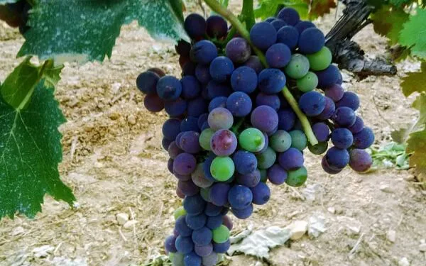 I colori della vita nel Savuto. La ColacinoMania: da Marzi alla conquista delle nuove frontiere 4.0