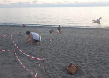 Belvedere, sabato notte salvati oltre 20 esemplari di tartaruga caretta caretta