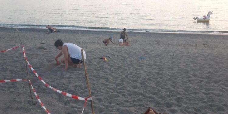 Belvedere, sabato notte salvati oltre 20 esemplari di tartaruga caretta caretta