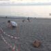 Belvedere, sabato notte salvati oltre 20 esemplari di tartaruga caretta caretta