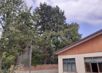 Lista Unica, opposizione a Decollatura, chiede l’abbattimento dei pini adiacenti al cortile della scuola elementare