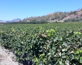 Coldiretti, vendemmia 2020: il “Vigneto Calabria” in dolce attesa, ma con aspettative ottime. Qualche preoccupazione per il meteo e il pericolo cinghiali