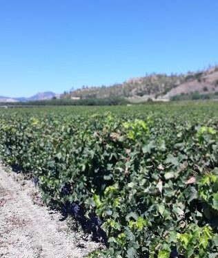 Coldiretti, vendemmia 2020: il “Vigneto Calabria” in dolce attesa, ma con aspettative ottime. Qualche preoccupazione per il meteo e il pericolo cinghiali