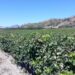 Coldiretti, vendemmia 2020: il “Vigneto Calabria” in dolce attesa, ma con aspettative ottime. Qualche preoccupazione per il meteo e il pericolo cinghiali