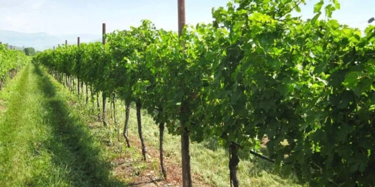 Coldiretti, vendemmia 2020: il “Vigneto Calabria” in dolce attesa, ma con aspettative ottime. Qualche preoccupazione per il meteo e il pericolo cinghiali