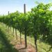 Coldiretti, vendemmia 2020: il “Vigneto Calabria” in dolce attesa, ma con aspettative ottime. Qualche preoccupazione per il meteo e il pericolo cinghiali
