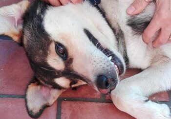 Gianfranco un anno dopo: il cane adottato da un gruppo di ragazzi di Motta Santa Lucia