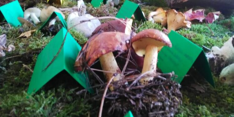 Al via la mostra micologica a Camigliatello / Il porcino calabrese grande guest star