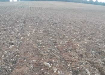 Cinghiali fanno razzia di patate / Distrutti svariati ettari del prezioso tubero in Sila/ Aziende in ginocchio