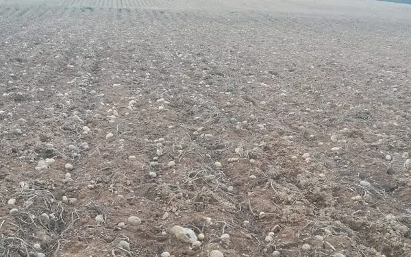 Cinghiali fanno razzia di patate / Distrutti svariati ettari del prezioso tubero in Sila/ Aziende in ginocchio