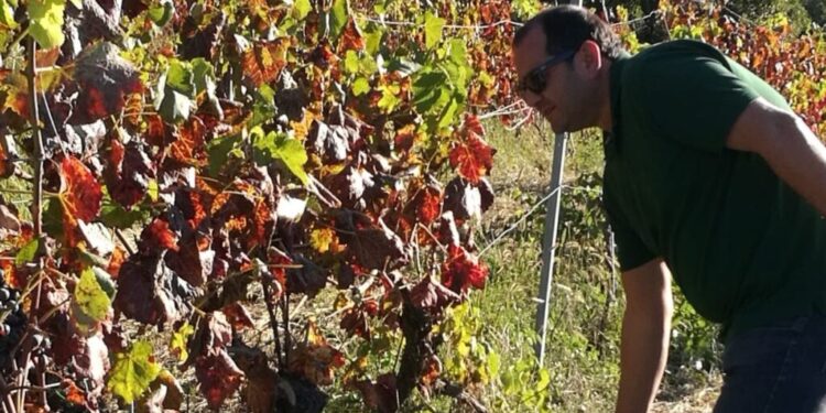 VendemmiaMania nel Savuto. Al via la raccolta 2020 / L’imprenditore Mauro Colacino: «Uva di altissima qualità»