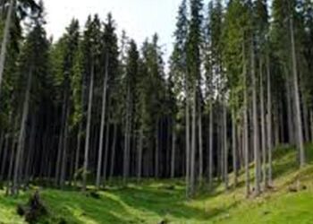 Santelli: “Annullare il taglio e dare i 40 milioni di euro alla Calabria per la forestazione”