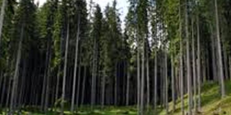 Santelli: “Annullare il taglio e dare i 40 milioni di euro alla Calabria per la forestazione”