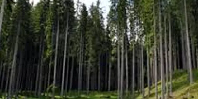 Santelli: “Annullare il taglio e dare i 40 milioni di euro alla Calabria per la forestazione”
