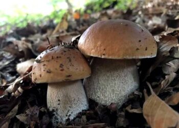 Serata “reale” alla Svolta 2.0 con Sua Maestà porcino e la cucina innovativa dello chef Pasquale Palermo, allievo di Heinz Beck