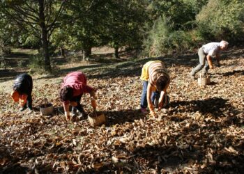 Coldiretti Calabria: arrivano le prime castagne raccolto e qualità in aumento dopo gli “anni bui” del cinipide