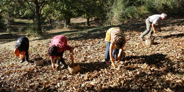 Coldiretti Calabria: arrivano le prime castagne raccolto e qualità in aumento dopo gli “anni bui” del cinipide