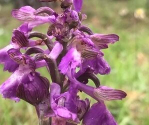 Le orchidee di Giros e il raduno nazionale di Badolato nel 2022