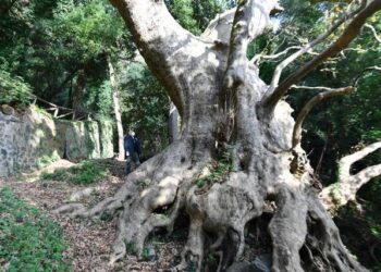 Platano gigante di Curinga, De Caprio: «La biodiversità è una ricchezza da tutelare»